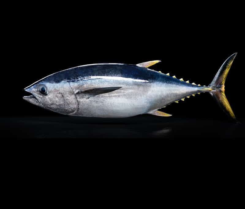 Tuna