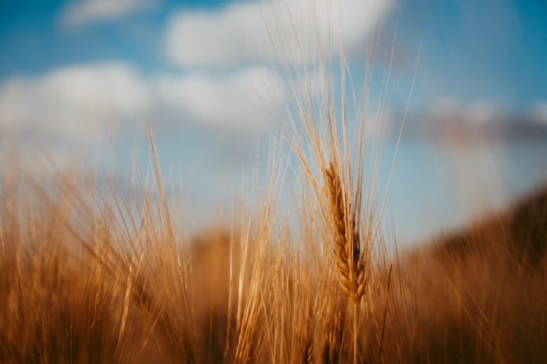 Wheat